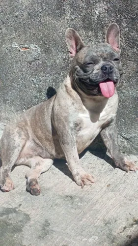 Buldogue Francês Fêmea