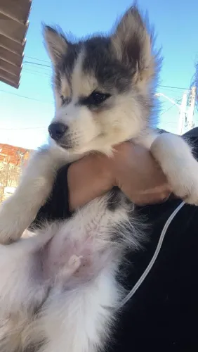 Filhote Husky Siberiano 