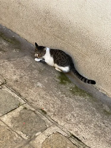 Gato