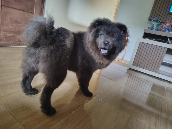Chow-chow