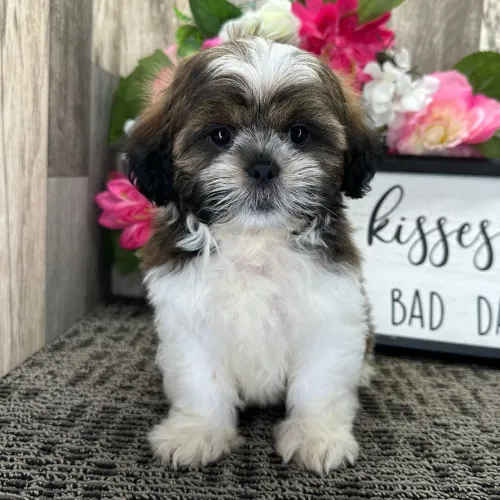 Lhasa Apso/Pura charme e lealdade diária 