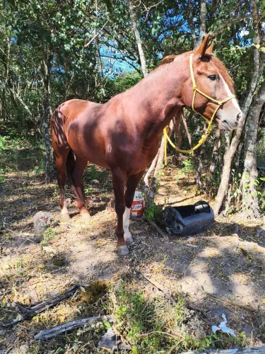 Garanhão mangalarga 