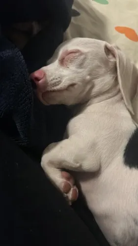 Cachorro 
