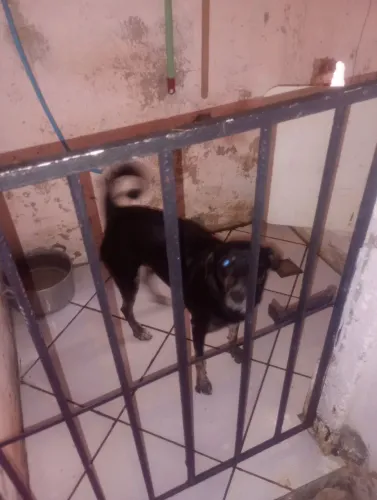 Cachorra de dois anos porte médio, tem convivência com gatos, e crianças, animal dócil.