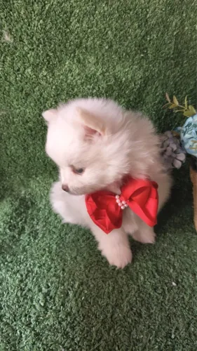 Spitz Alemão Filhote - Muito Peludo