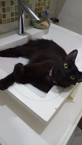 Doação de uma linda gatinha já castrada e vermifugada 