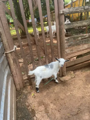 Vende Mini Bode