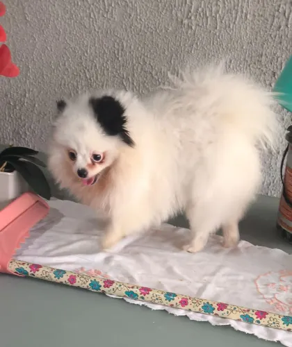 Vede se uma linda cachorra Pomerânia com pe_ de_gri