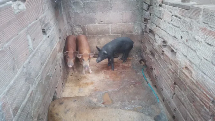 Porcos e leitões
