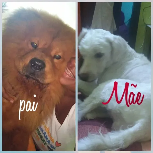 Filhotes de poodle com Chow Chow 