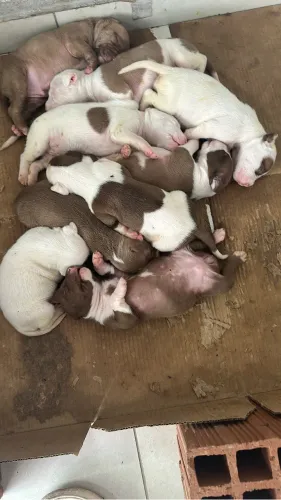 Pitbull