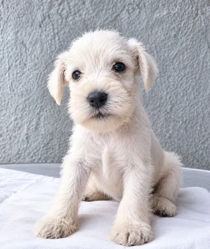Lindos babys Schnauzer Miniatura Branco raríssimo 