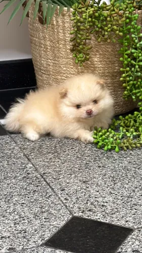 Filhote SPTZI ALEMÃO LULU DA POMERANEA