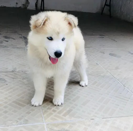 Husky Siberiano Wolly 