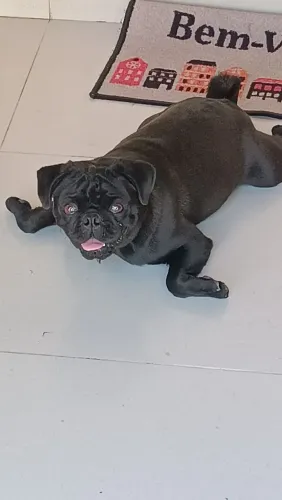 Cachorro Pug 6 meses