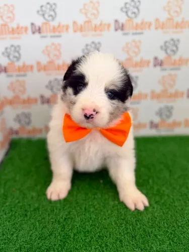 Border Collie macho