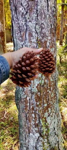 Pinhas Naturais Decoração Artesanato Natal Lote 40 Unidades