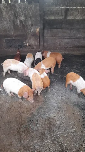 Vendo leitão desmamados 