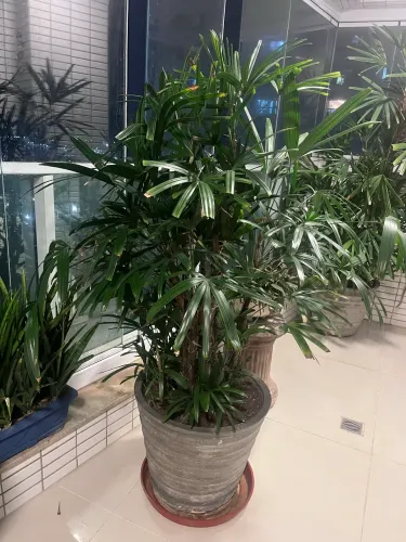 Palmeira Ráfia Grande