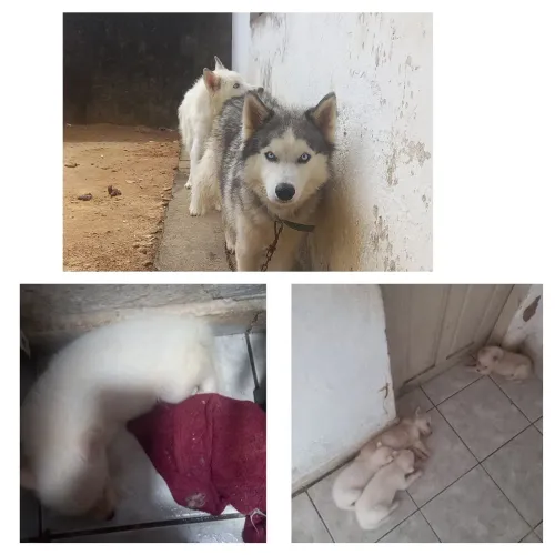 Vende-se filhotes