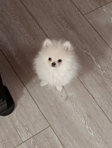 Spitz Alemão 