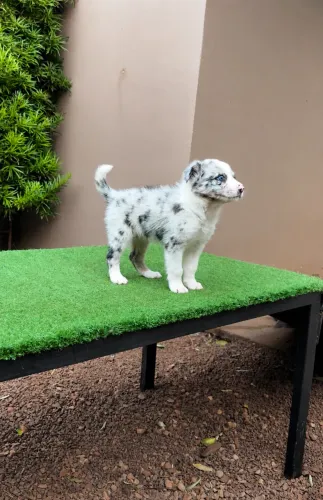 Border Collie fêmea
