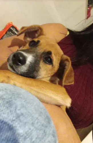 cachorrinho filhote