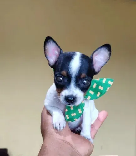 Pinscher 00 lindos filhotes 