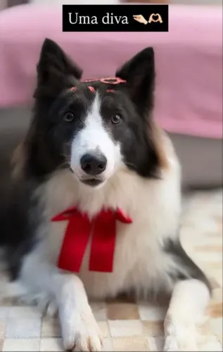 Border collie azul femea