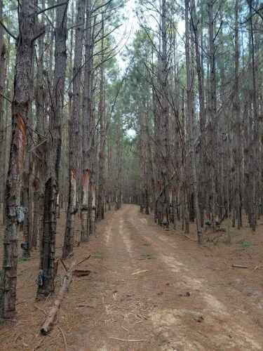 Floresta de pinus
