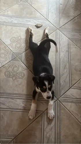 Cachorro - Fêmea Filhote