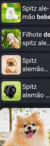 Spitz alemão anão