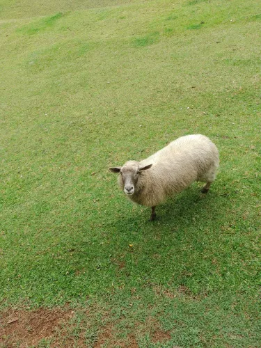 Vendo ovelha