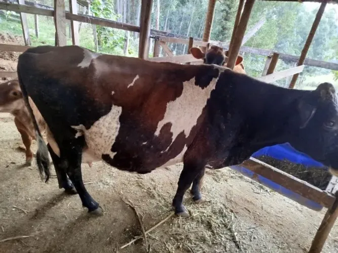 Vaca Jersolando parida