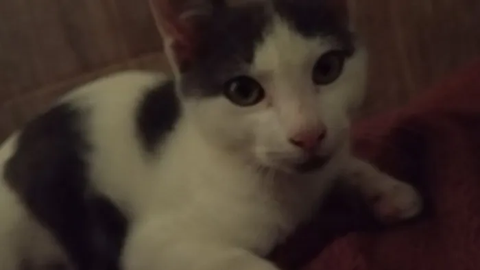 Gato filhote já vermífugo 