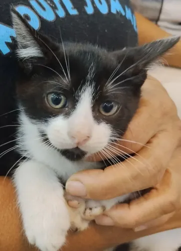 Doação de gatinhos