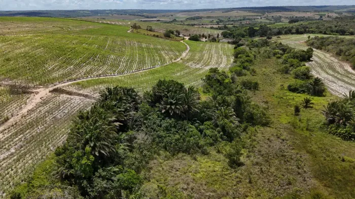fazenda com 230 hectares na região de Jacaraú PB de cana de açúcar e pasto