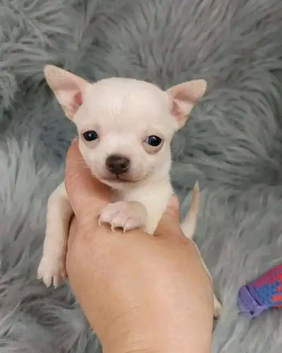 Filhotes de chihuahua macho branquinho 