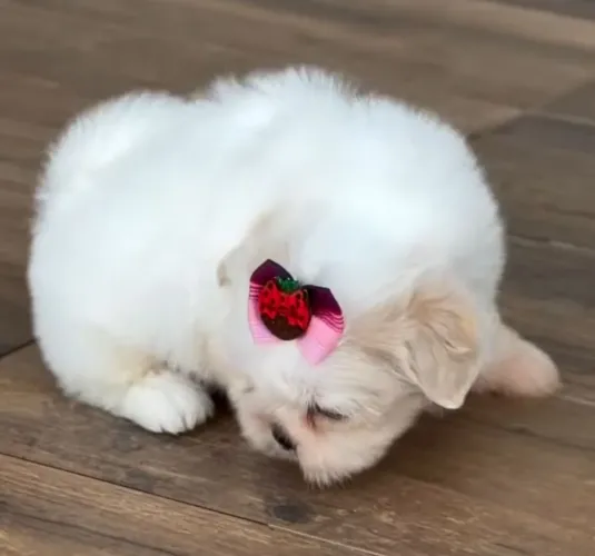 Filhote de shih tzu fêmea disponível