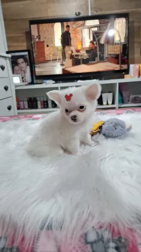 Feminina de chihuahua disponível