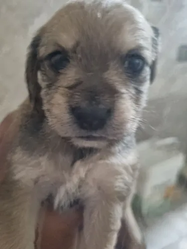 Vendo filhotes de Yorkshire com poodle 