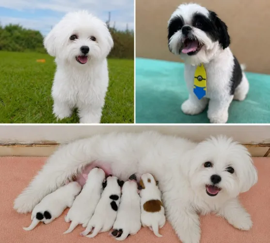 Filhotes de Shih Tzu disponíveis 