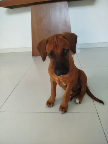 Doação filhote cachorro mancho raça labrador 