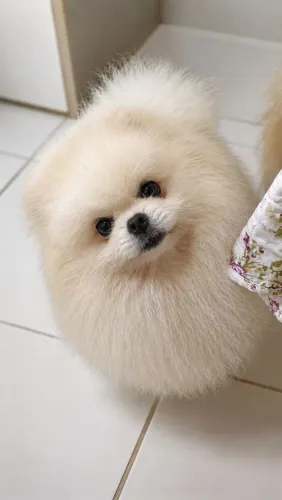 Spltz alemaao Luluda pomerania linhagem coreana