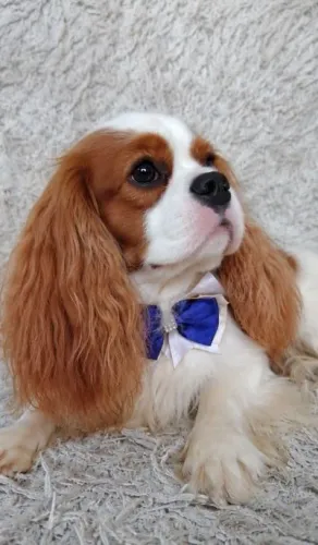 Cavalier king Charles Spaniel ?