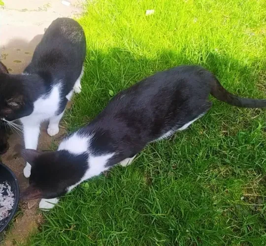 Doação De Gatos