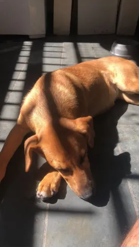 Cachorra porte grande