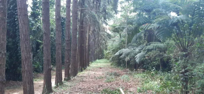 Sítio à venda, 21530 m² por R$ 1.100.000,00 - Pindorama - Mogi das Cruzes/SP