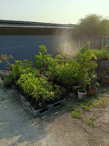 Mudas de plantas diversas (frutíferas, ornamentais e medicinais)