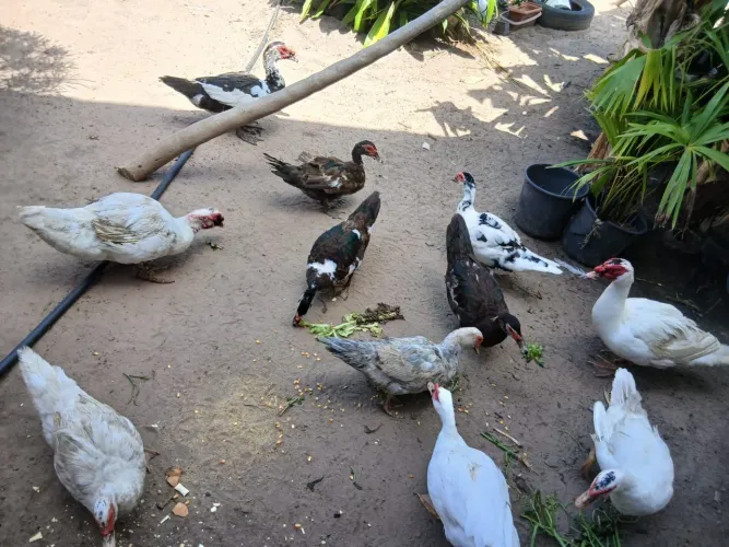 Patos à venda.